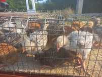 Vand pui rasa mixtă greutate 400 grame en gros pret 9 lei bucata