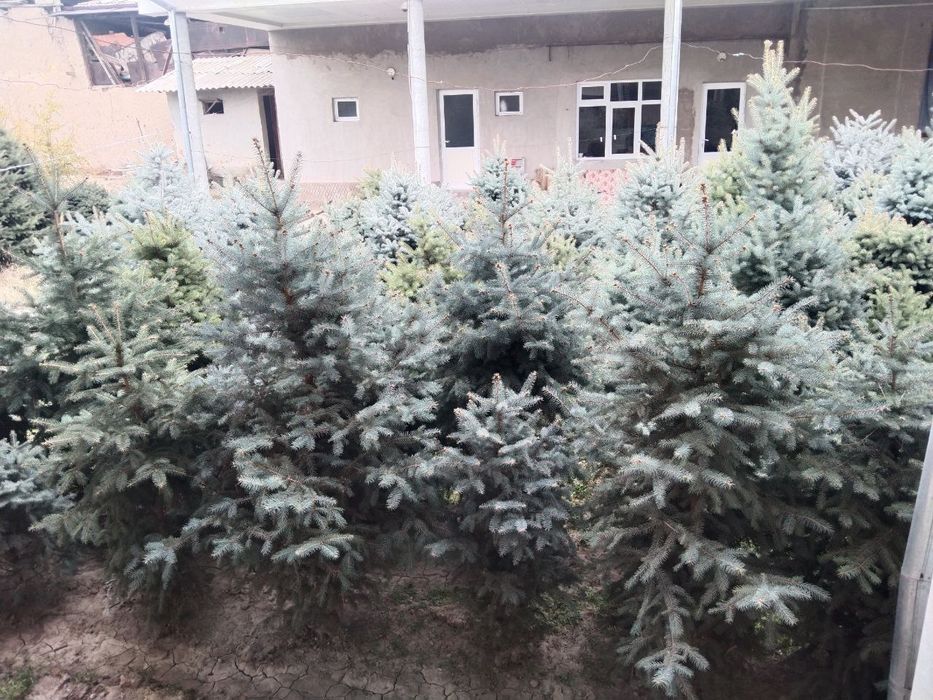 Продаються ёлки свои