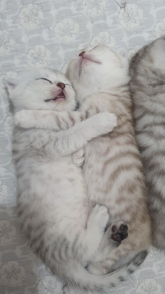 Элитные шотландские котята шиншилла