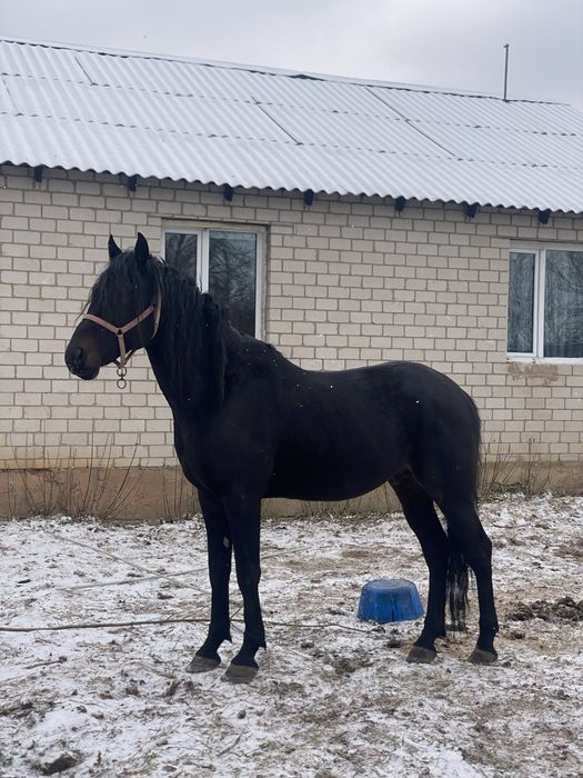 Айғыр Орловский рысак