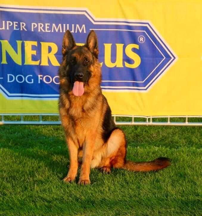 Mascul ciobanesc german cu pedigree