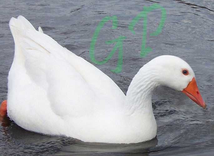 Vand Gaste Emden - rasa pura