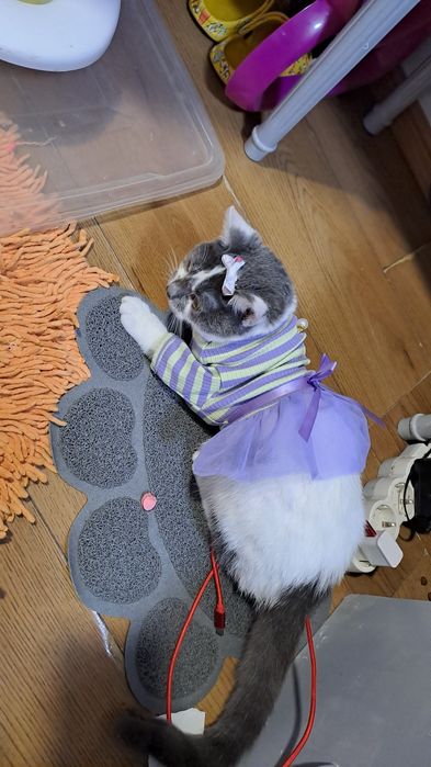 Donez pisica deparazitata