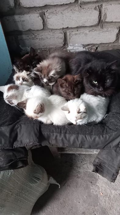 Отдам котят в добрые руки