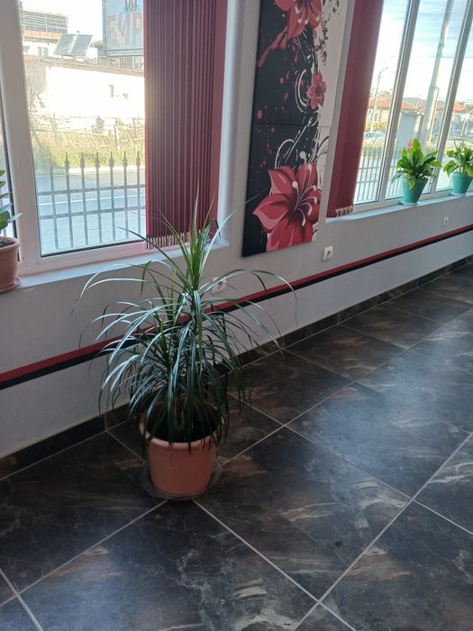 Палма драцена,страхотна