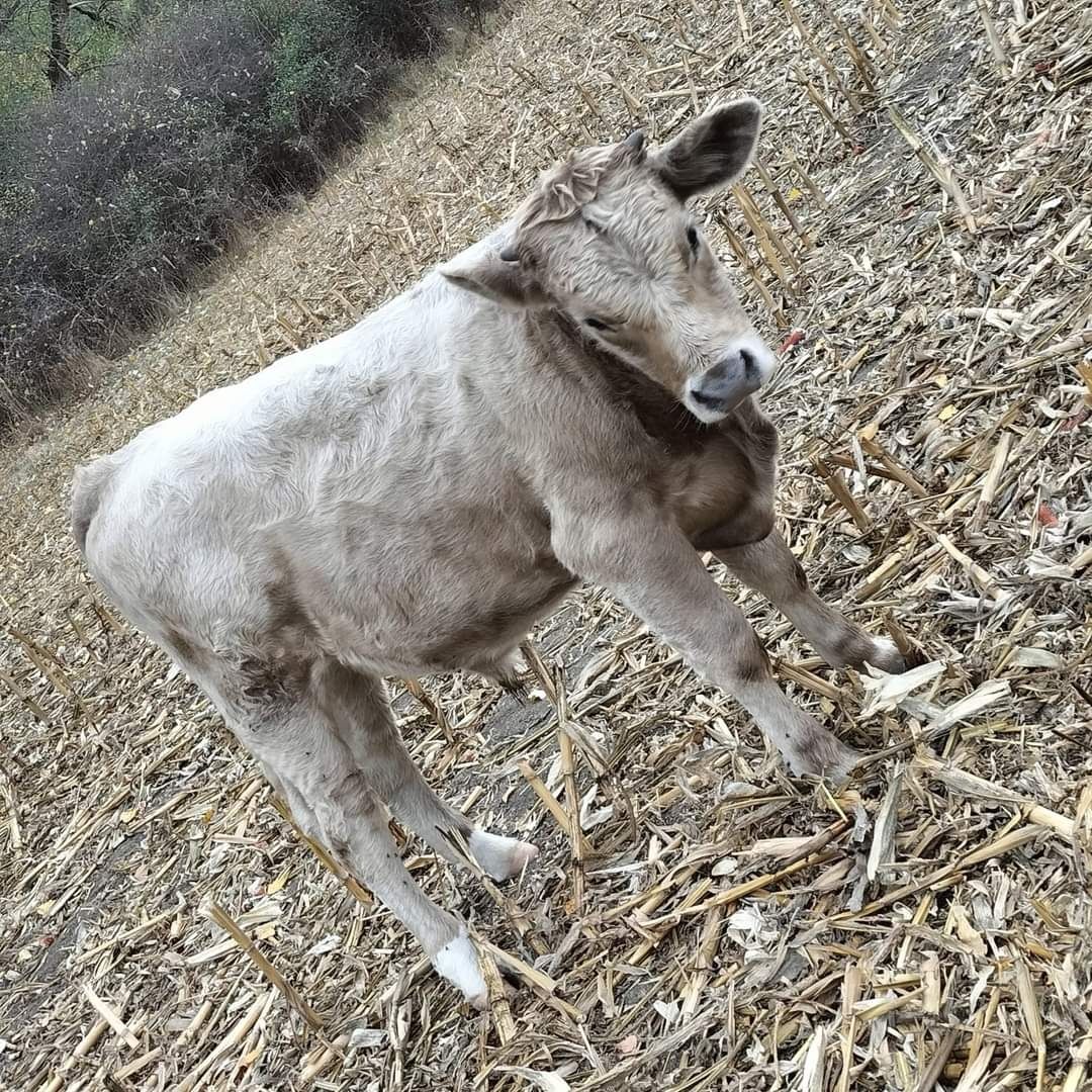 Viței de vânzare