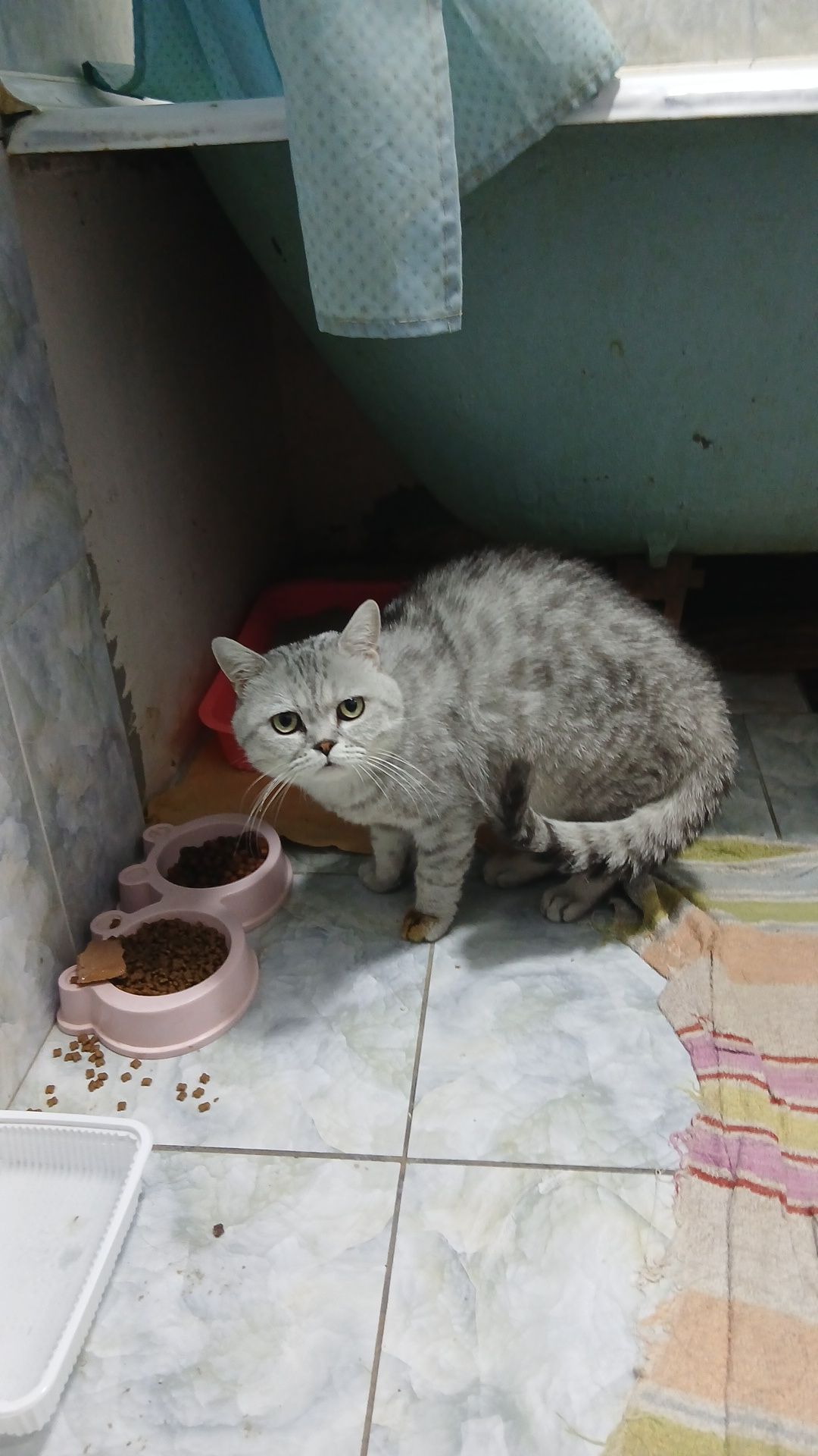 Продаётся мальчик скоттиш-страйт