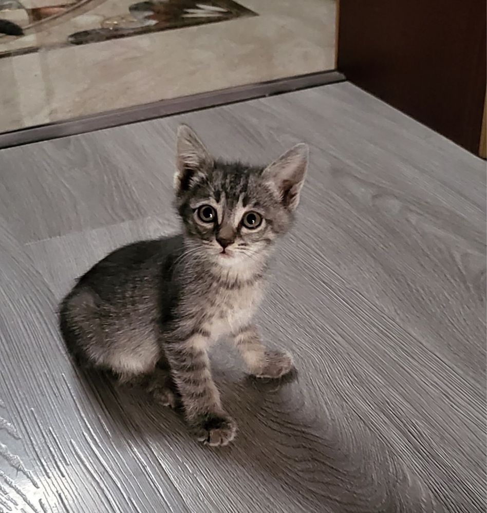 Отдам даром котят