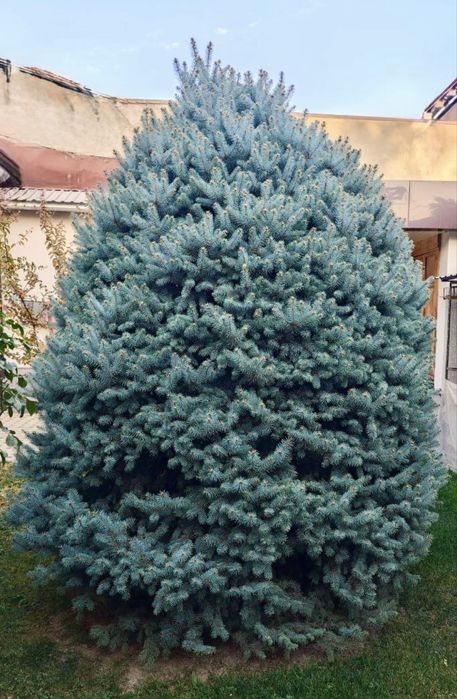 Голубая ель арча купите