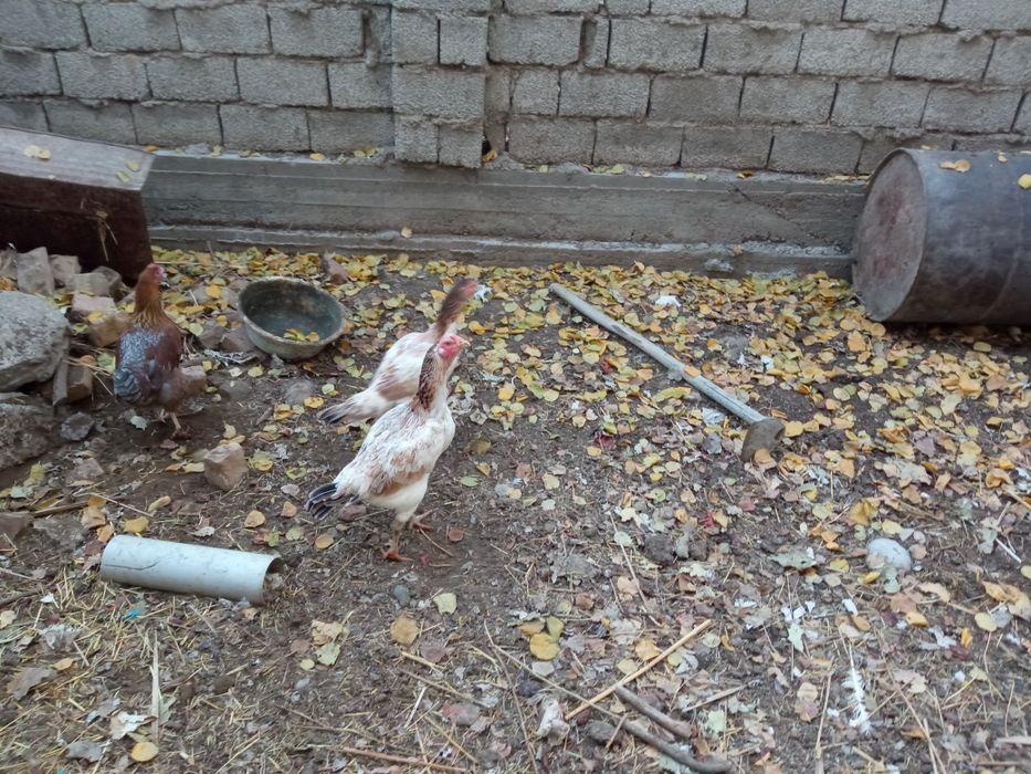 Дакан товуклар 2 та бир хил эгизаклар