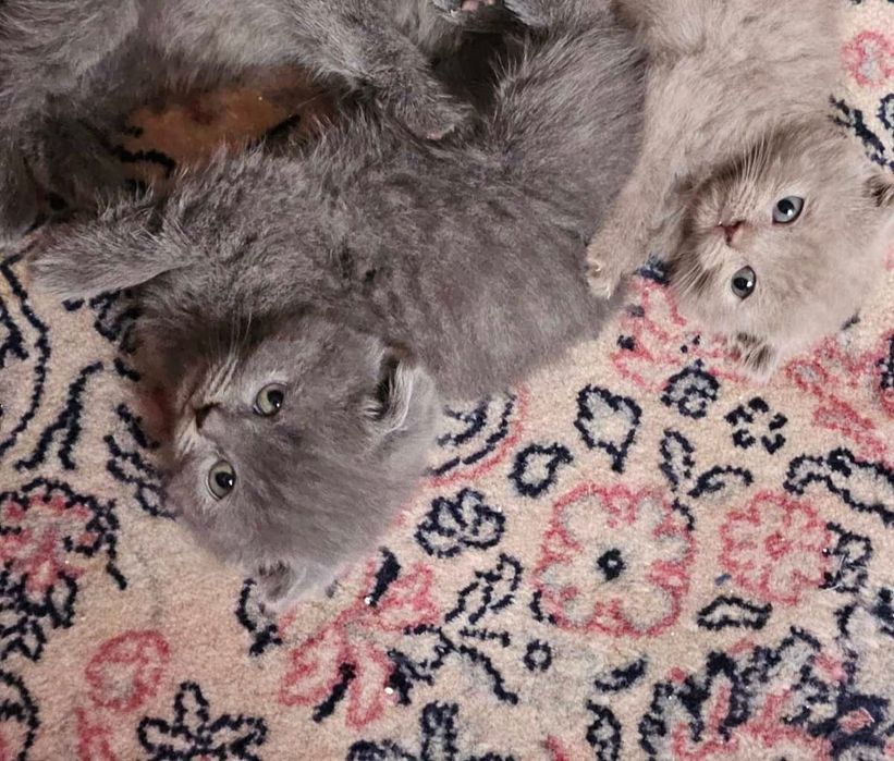 Шотлански и британски късокосместа