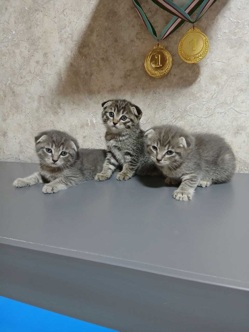 Чистокровные КОТЯТА!!!