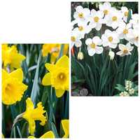 Rizom ( Bulbi) de Narcise duble galbene și Narcise albe,  pt plantat
