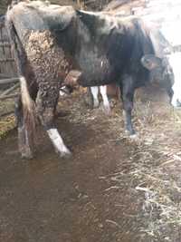 Vaca fatata de 3 luni