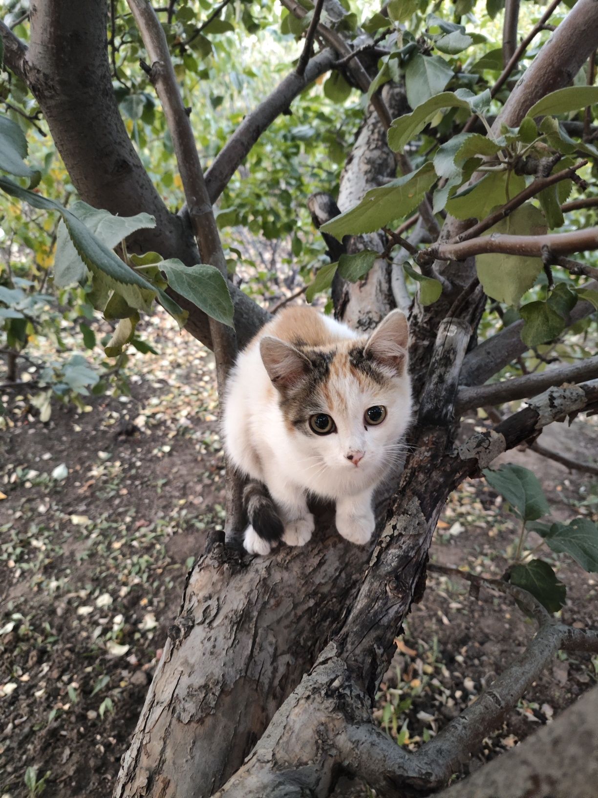 Котёнки бесплатно