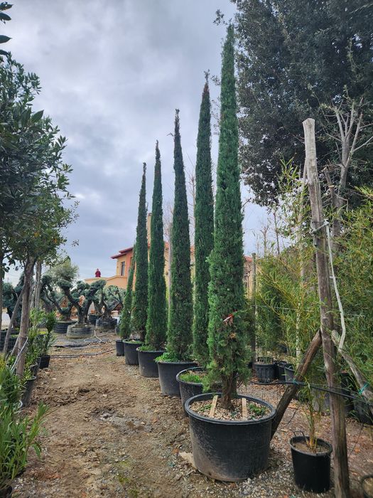 Chiparos italian la ghiveci