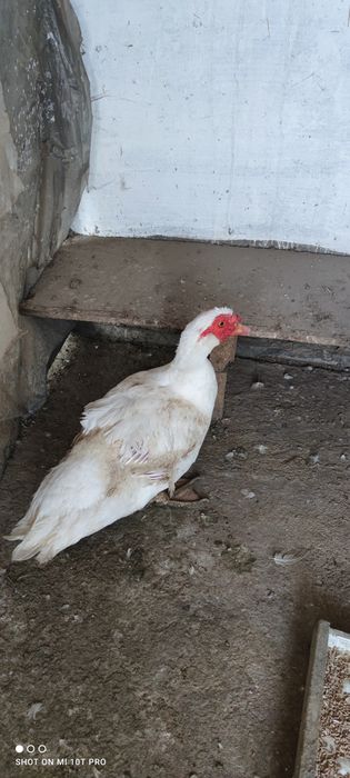 Продам селезня индоутки