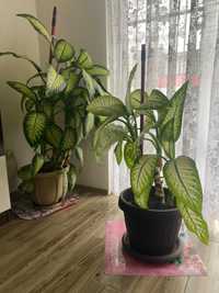 Plante decorative Dieffenbachia de apartament/birou.