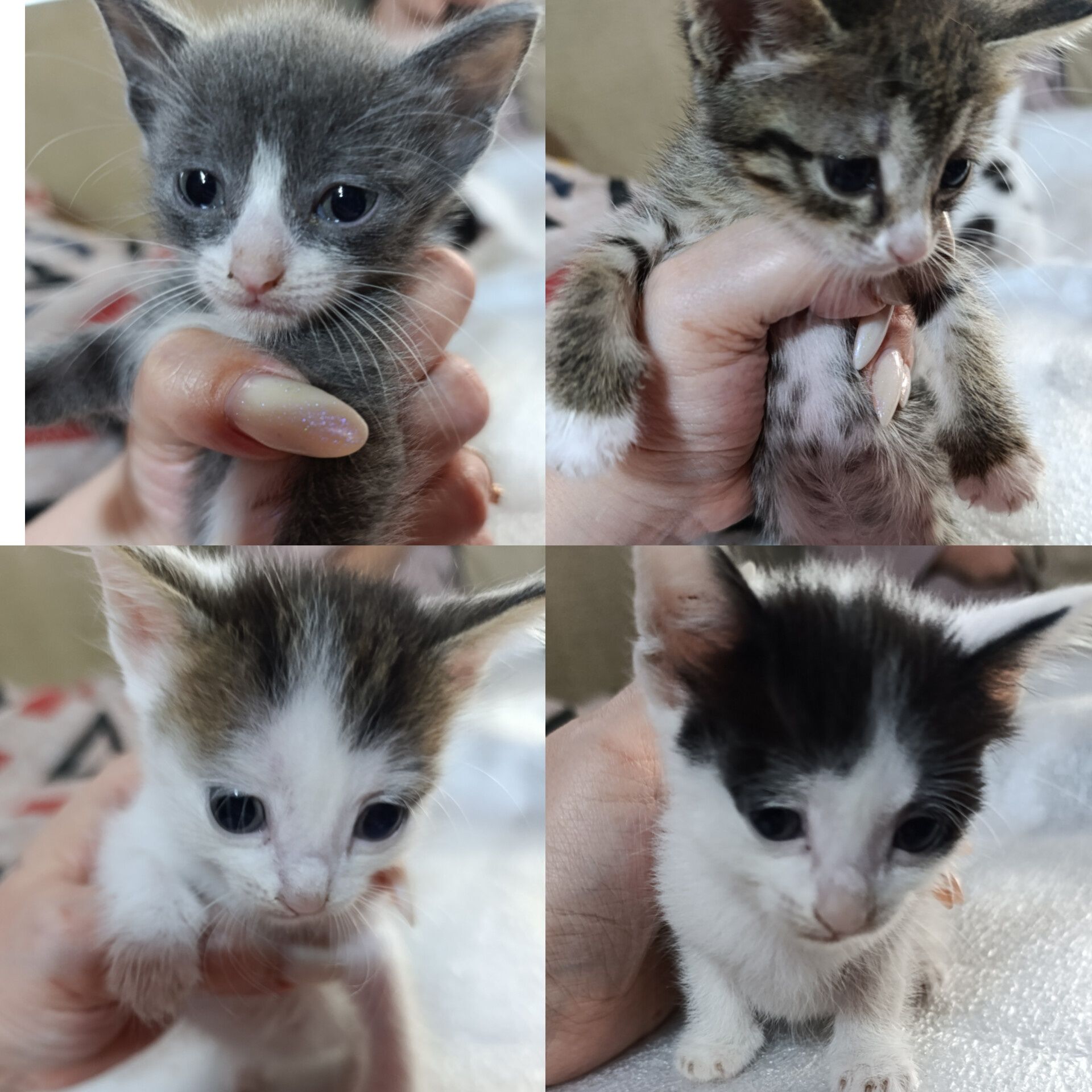 Котятки ищут дом