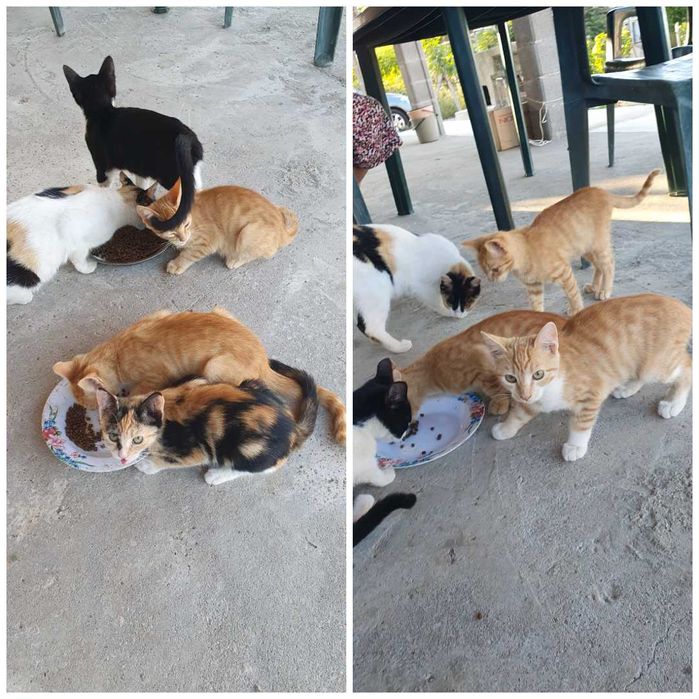 Малки котета – различни шарки