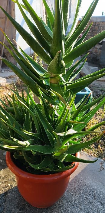 Aloe Vera plantä