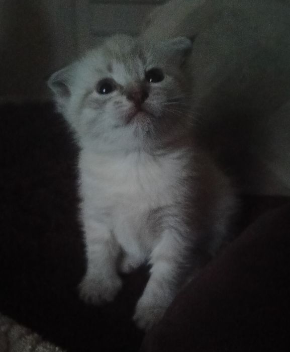 Вислоухий шотландский котенок
