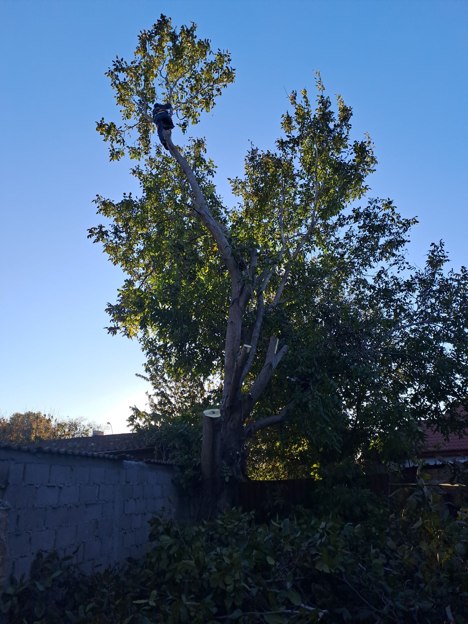 Tăiere Arbori/Alpinism Utilitar/Toaletare/Rapid și Ieftin.