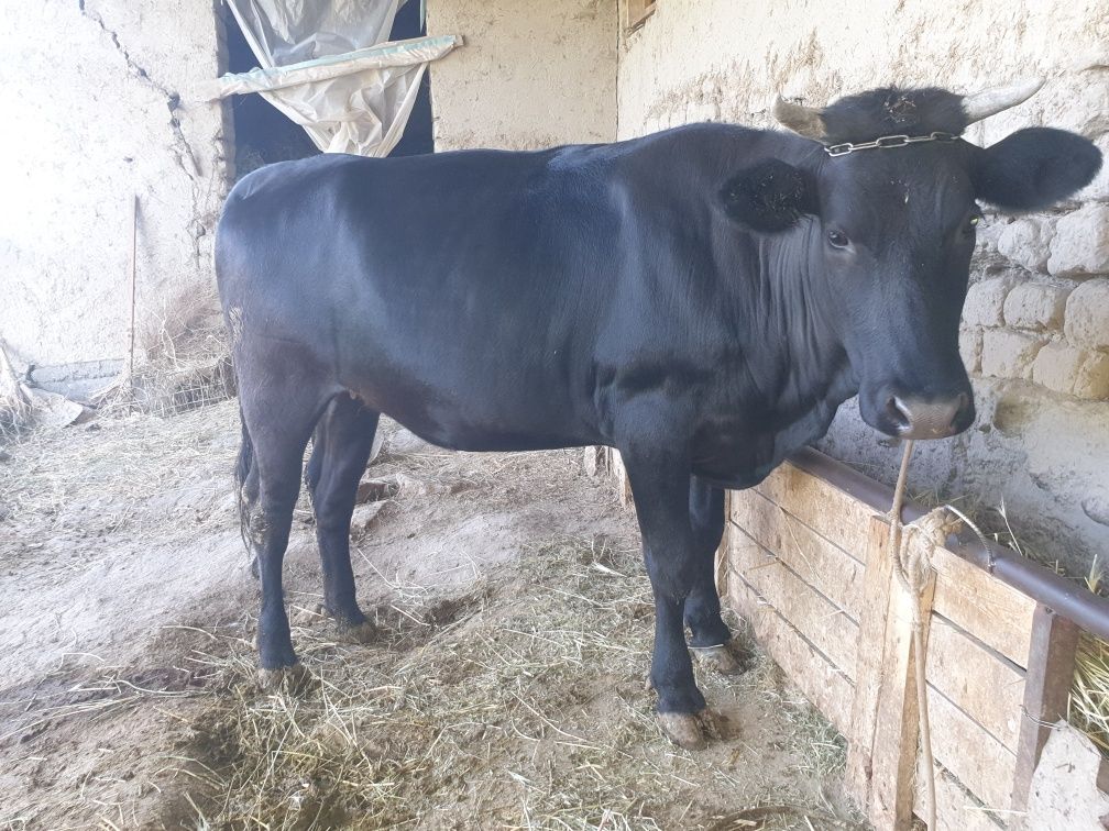Moll sotiladi manzil Mitan