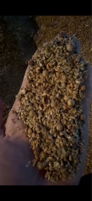 Отходы золотистого льна 60 тонн