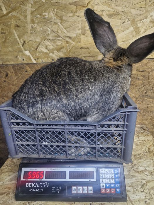 Продам кроликов.