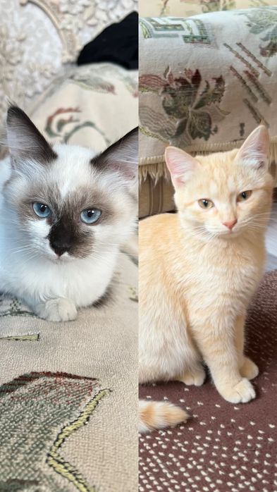 Отдам котят в хорошие руки