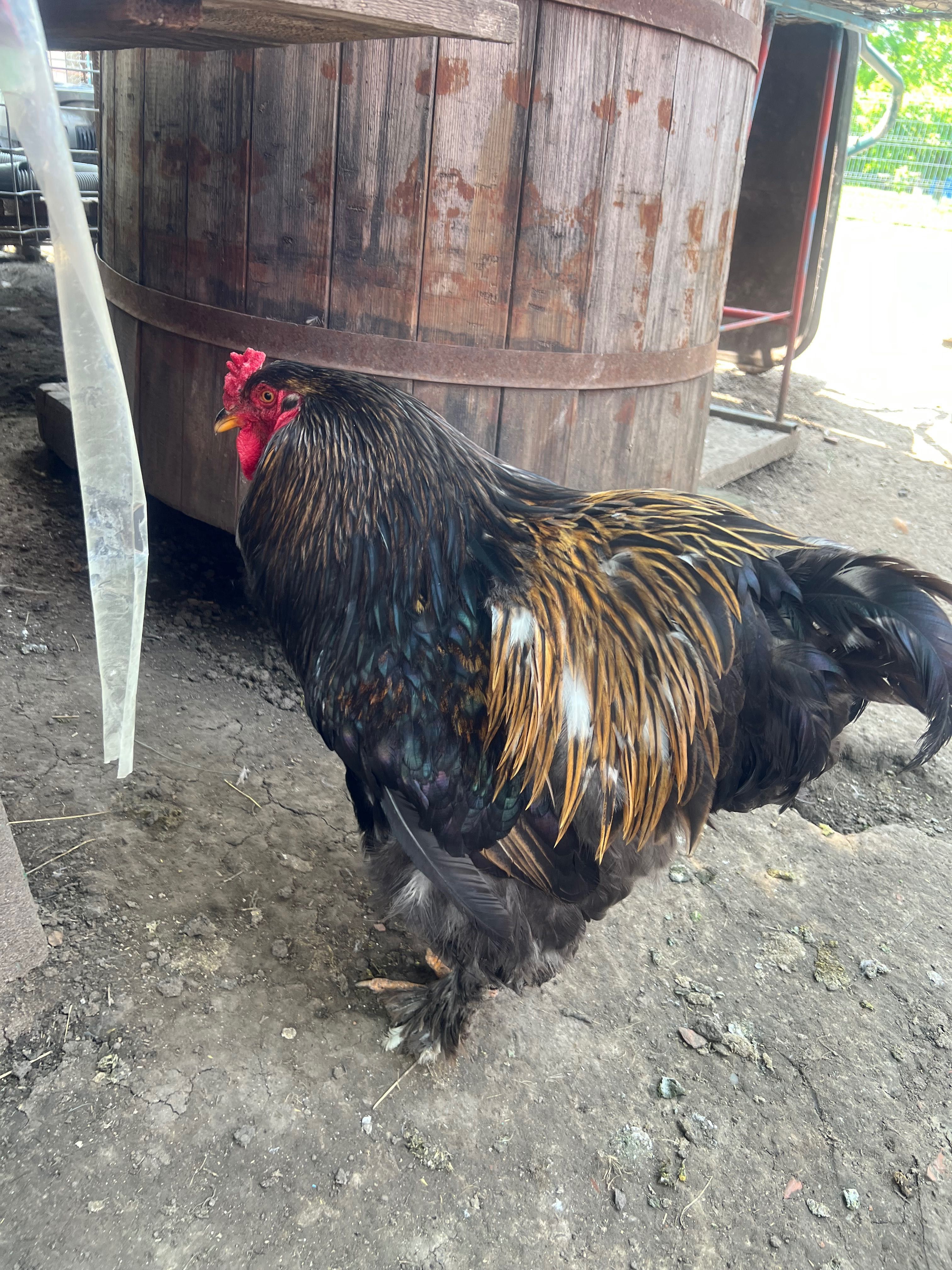 Vând ouă brahma 5 lei bucata