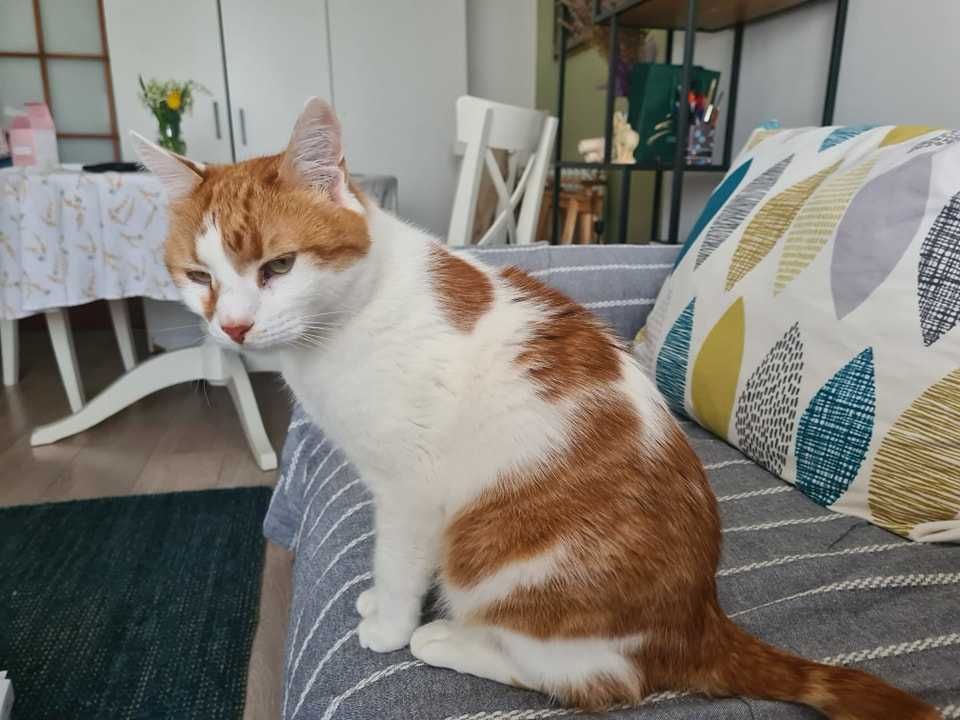 Adoptie motan Bucuresti