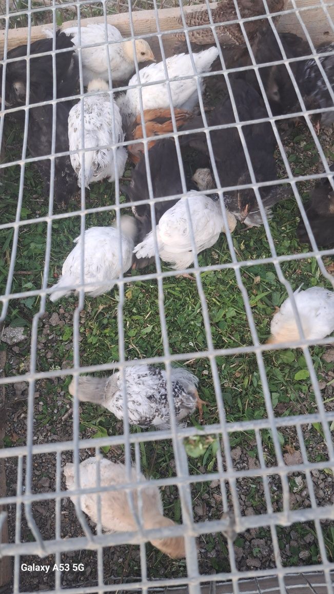 Vand pui zburat diferite rase si metis