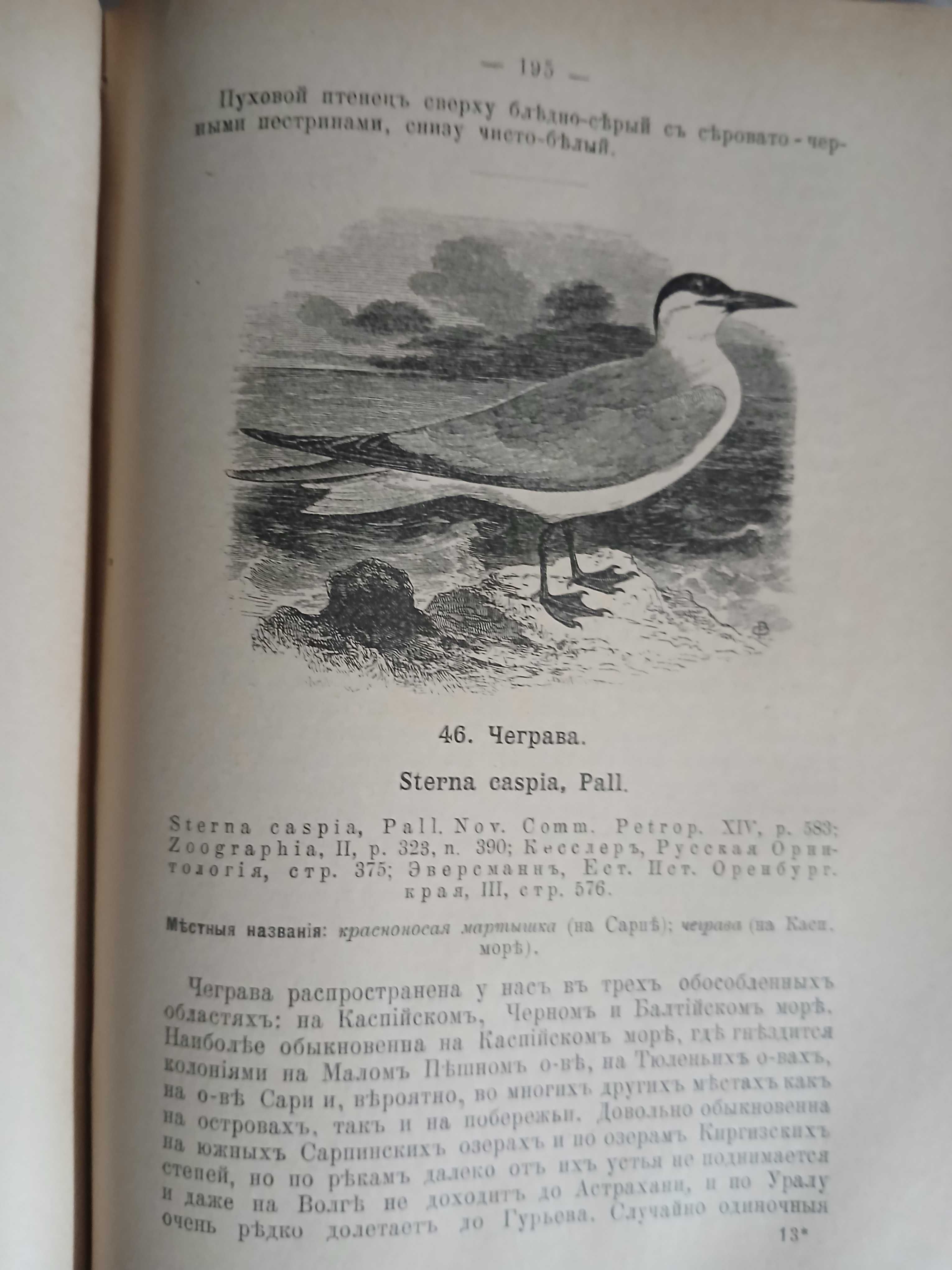 Птицы России 1895 год.