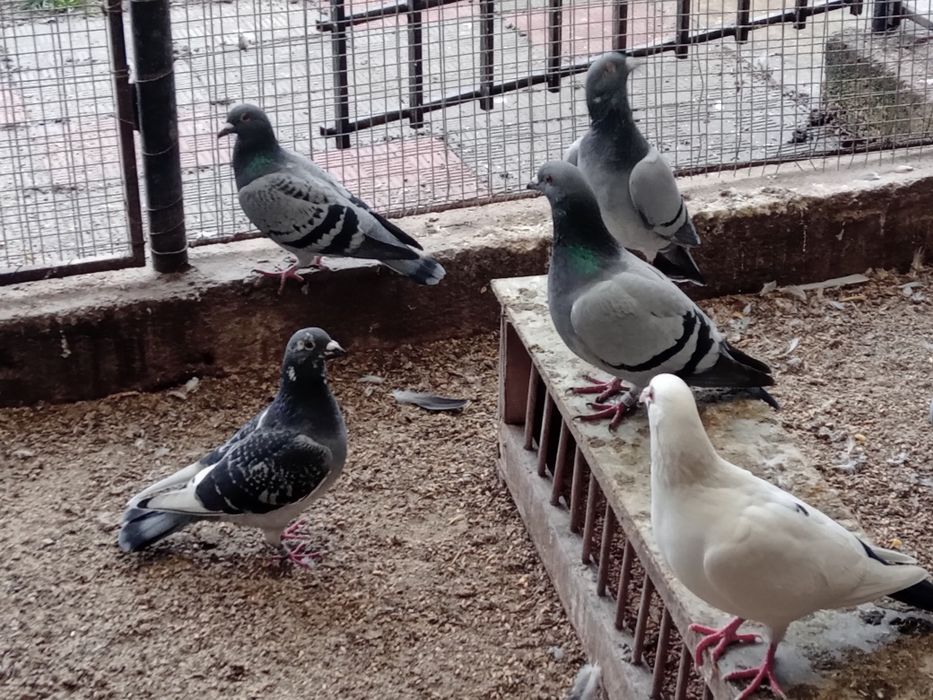 Porumbei voiajori de vînzare