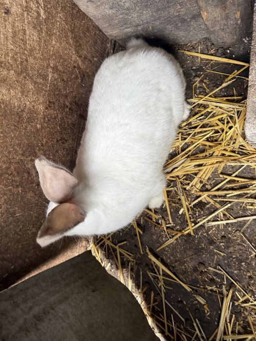 Vand un mascul+o femela 250 de lei se vand urgent