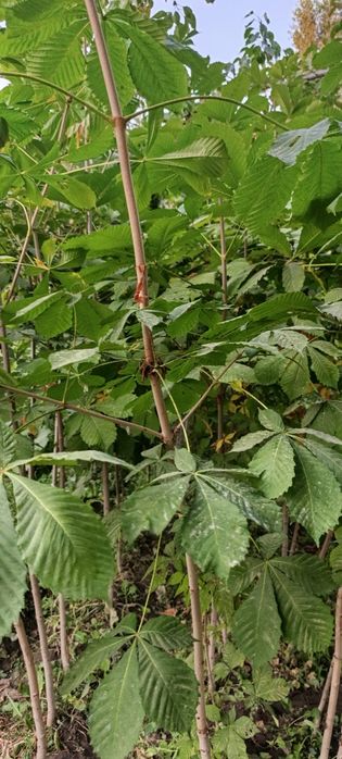 Manzarali Kashtan koʻchatlar