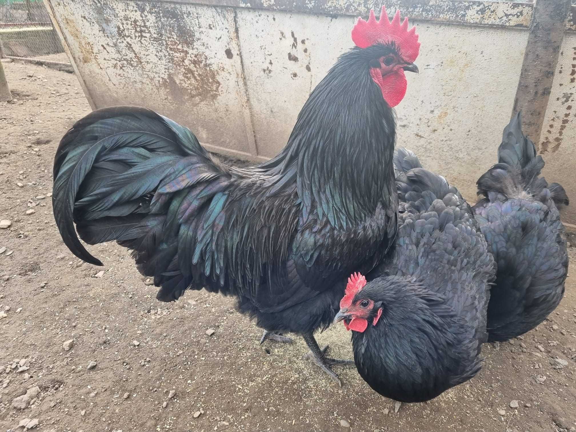 Vand Oua gaini australorp negru, wiandotte argintiu