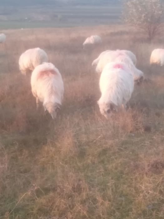 Vand 130 de oi din rasa turcana