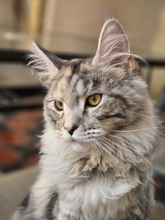 Мейн-кун, девочкв