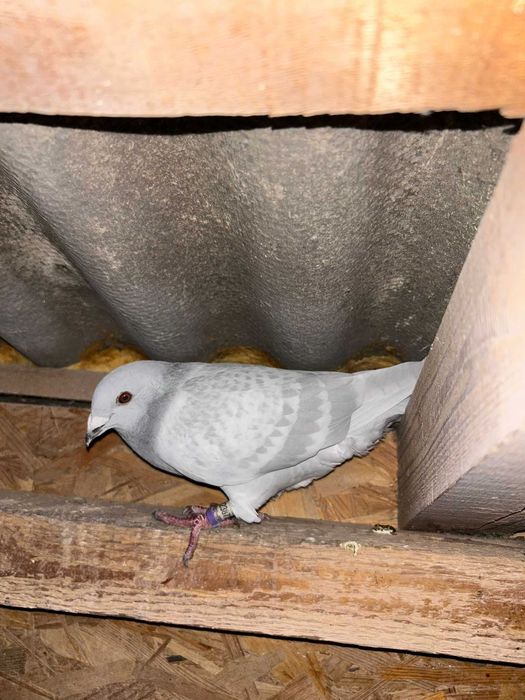 Vand porumbei voiajori milky