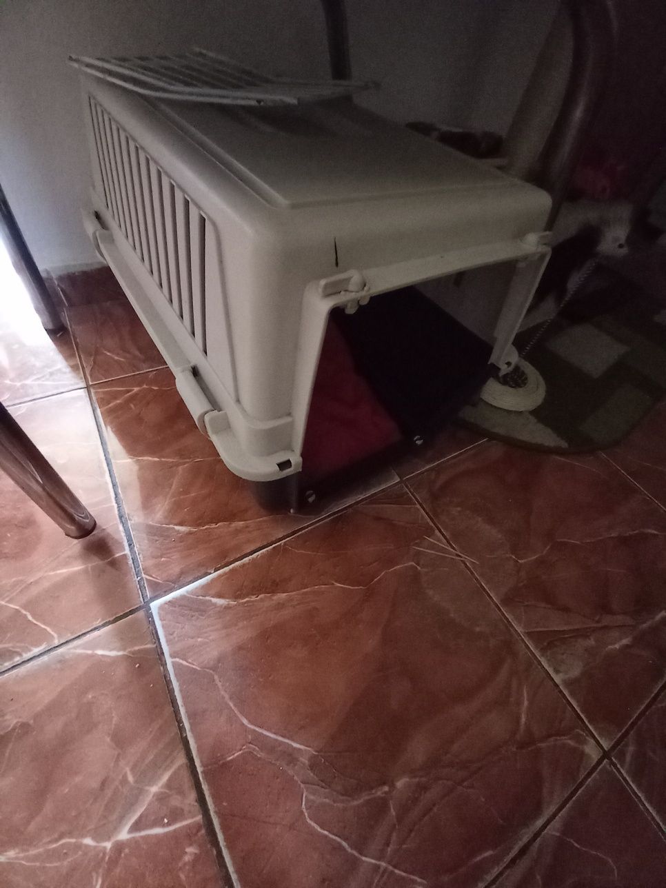 Donez pisica Urgent.