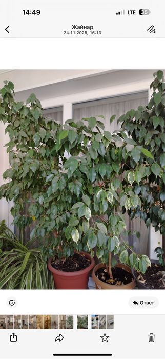 Продам цветы большие