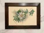 Bender pictura acuarela Floarea Pasiunii Austria 1903 rama lemn nuc