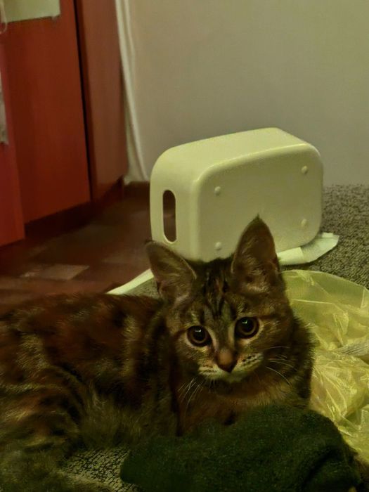 Оттдаем маленькую кошку в добрые руки.