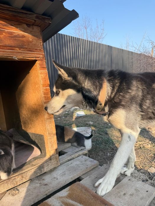 Продам щенков хаски