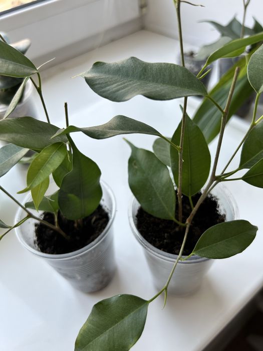 Фикус Бенджамино