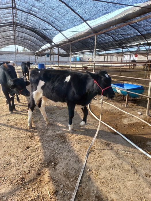 Гунажин сотилади