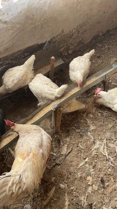 Tovuqlar Sotiladi Optim Tovuq